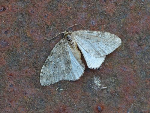 Epirrita sp.